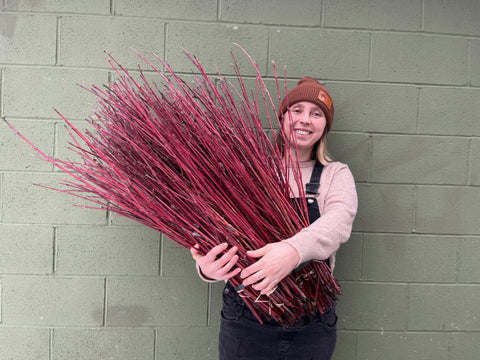 Willow Unrooted Cutting- Red Twig Dogwood