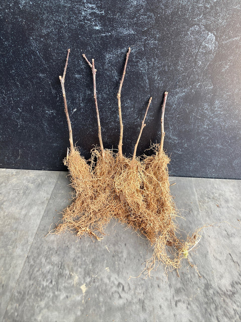 Bareroot-Ilex Red - Sunny Meadows Flower Farm