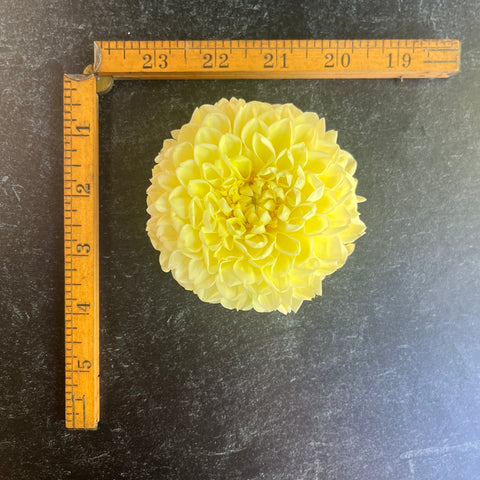 Dahlia Rooted Cutting-MM Buttercream