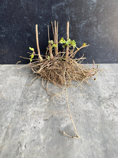Bareroot Clumps-Mountain Mint - Sunny Meadows Flower Farm