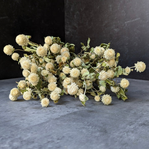 Dried Flower Bunch-Gomphrena White