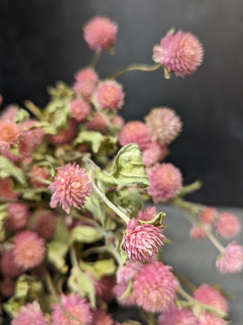 Dried Flower Bunch-Gomphrena Pink