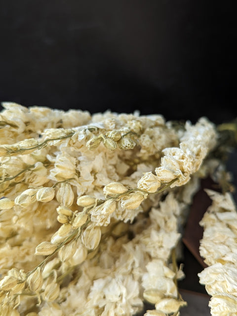 Dried Flower Bunch-Larkspur White