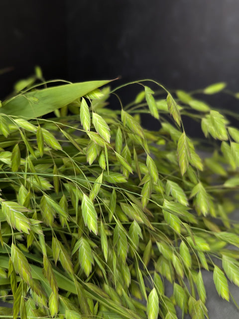 Sea Oats Plugs