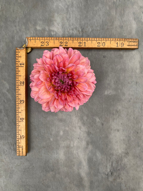 Dahlia Pink Runner