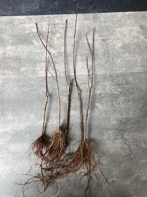 Bareroot-Prunus Cistena - Sunny Meadows Flower Farm