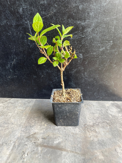 Liner-Hydrangea Quickfire - Sunny Meadows Flower Farm