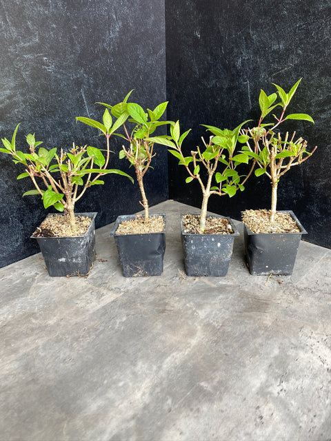 Liner-Hydrangea Quickfire - Sunny Meadows Flower Farm
