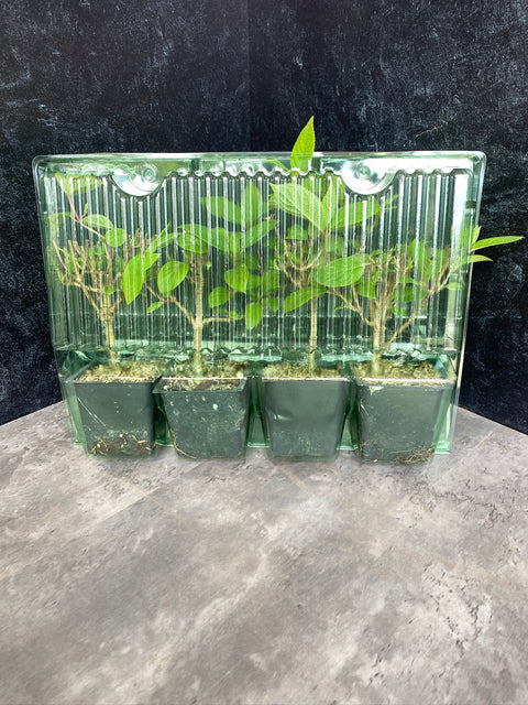 Liner-Hydrangea Quickfire - Sunny Meadows Flower Farm