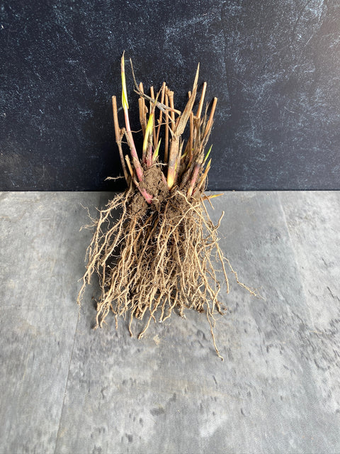 Bareroot Clumps-Sea Oats - Sunny Meadows Flower Farm