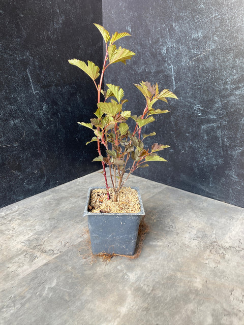 Liner-Physocarpus Summer Wine - Sunny Meadows Flower Farm