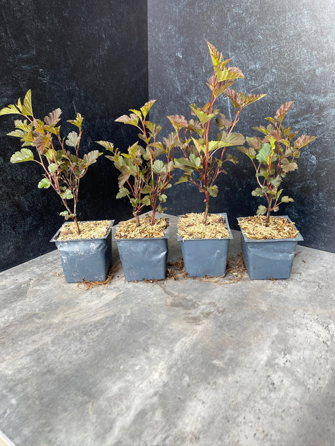 Liner-Physocarpus Summer Wine - Sunny Meadows Flower Farm