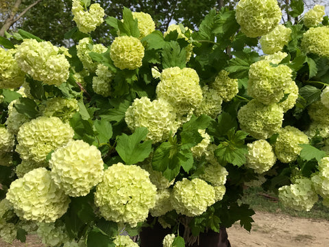 Liner-Viburnum Popcorn