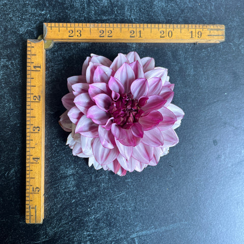 Dahlia Crème de Cassis