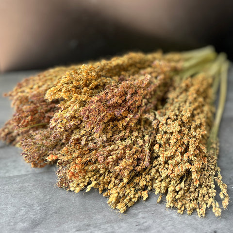 Dried Grasses-Broomcorn