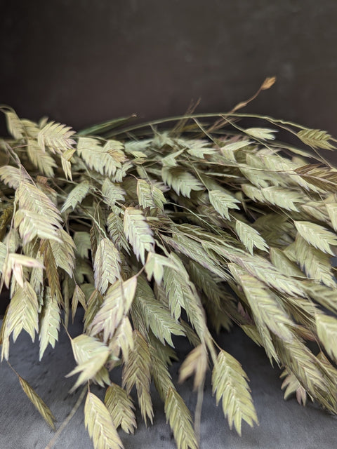 Dried Grasses-Sea Oats
