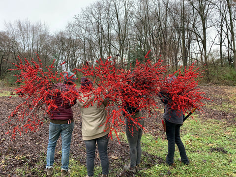 Bareroot-Ilex Red