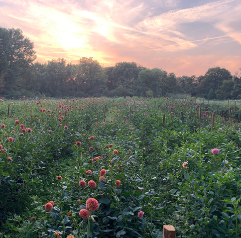 20% off dahlia tubers!