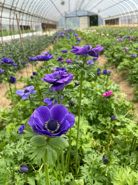 Anemone Corms-Blue - Sunny Meadows Flower Farm