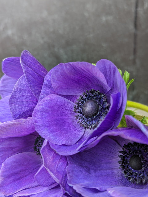 Anemone Corms-Blue - Sunny Meadows Flower Farm