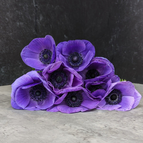 Anemone Corms-Blue - Sunny Meadows Flower Farm