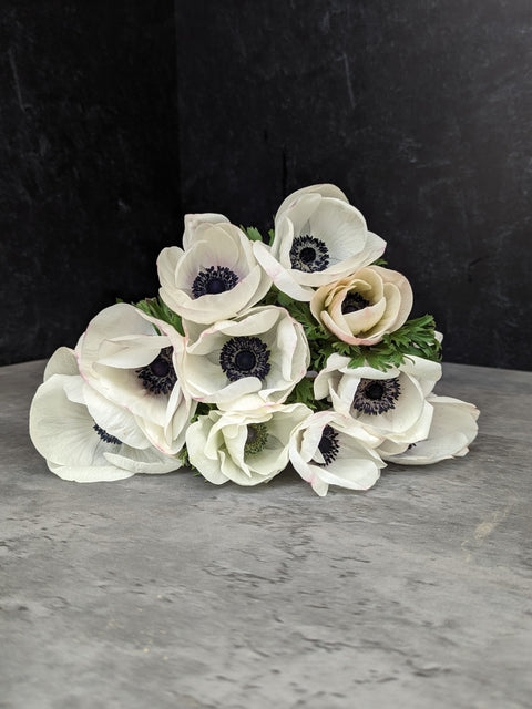 Anemone Corms-Panda - Sunny Meadows Flower Farm