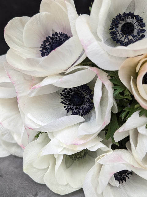 Anemone Corms-Panda - Sunny Meadows Flower Farm