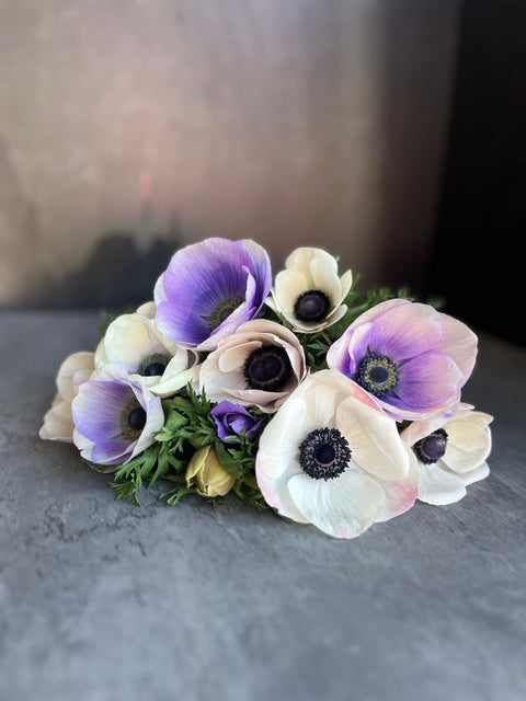 Anemone Corms-Pastel - Sunny Meadows Flower Farm