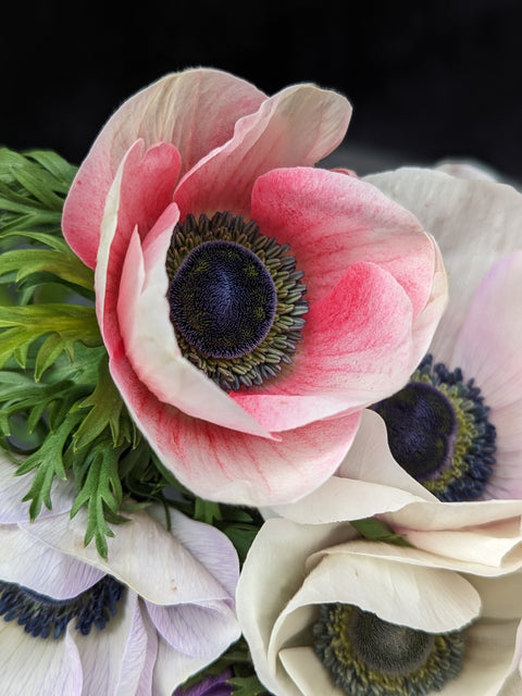 Anemone Corms-Pastel - Sunny Meadows Flower Farm