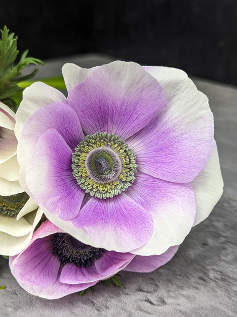 Anemone Corms-Pastel - Sunny Meadows Flower Farm