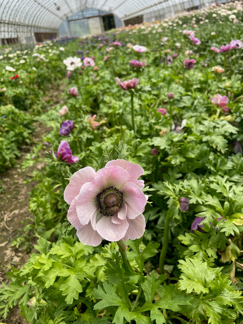 Anemone Corms-Rarity - Sunny Meadows Flower Farm