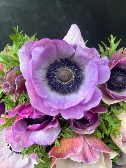 Anemone Corms-Rarity - Sunny Meadows Flower Farm