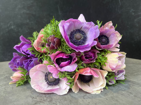 Anemone Corms-Rarity - Sunny Meadows Flower Farm