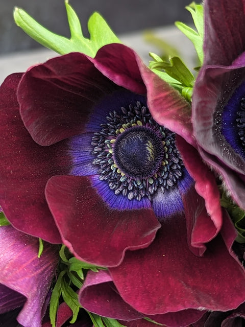 Anemone Corms-Wine - Sunny Meadows Flower Farm