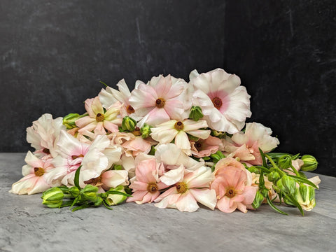 Ranunculus Butterfly Corms-Blush - Sunny Meadows Flower Farm