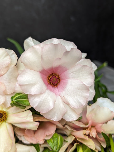 Ranunculus Butterfly Corms-Blush - Sunny Meadows Flower Farm