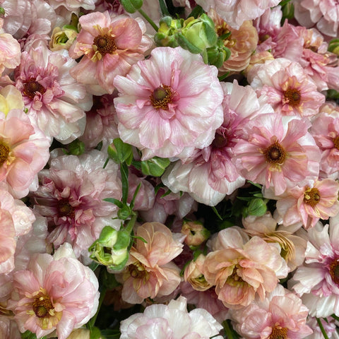 Ranunculus Butterfly Corms-Blush - Sunny Meadows Flower Farm