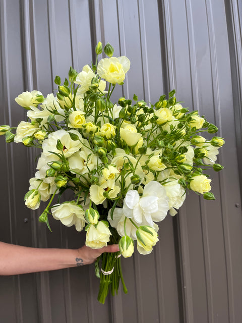 Ranunculus Butterfly Corms-Lemon - Sunny Meadows Flower Farm