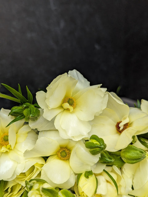 Ranunculus Butterfly Corms-Lemon - Sunny Meadows Flower Farm