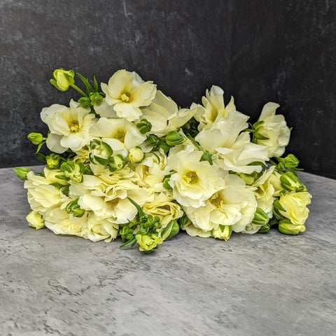 Ranunculus Butterfly Corms-Lemon - Sunny Meadows Flower Farm