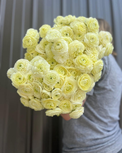 Ranunculus Corms-Cream - Sunny Meadows Flower Farm