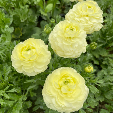 Ranunculus Corms-Cream - Sunny Meadows Flower Farm