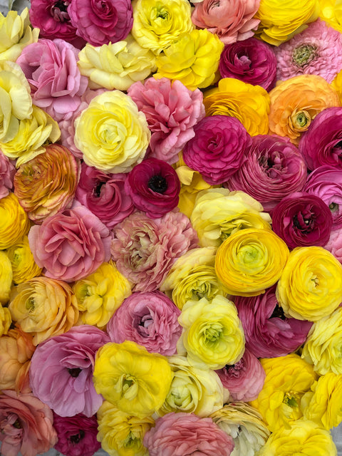Ranunculus Corms-Juicy Fruit Mix - Sunny Meadows Flower Farm