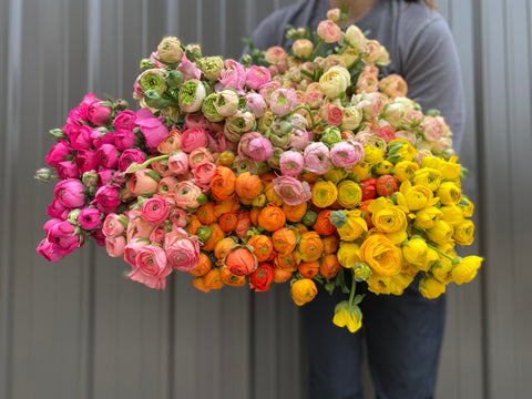 Ranunculus Corms-Mix - Sunny Meadows Flower Farm