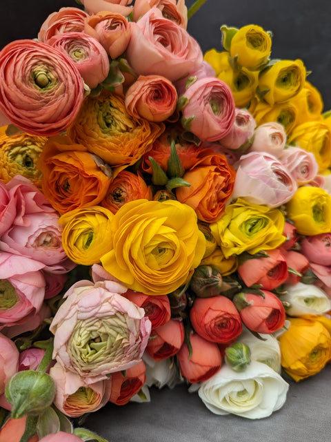 Ranunculus Corms-Mix - Sunny Meadows Flower Farm