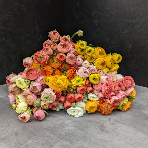 Ranunculus Corms-Mix - Sunny Meadows Flower Farm