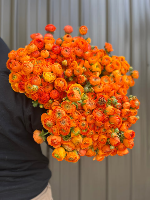 Ranunculus Corms-Orange - Sunny Meadows Flower Farm