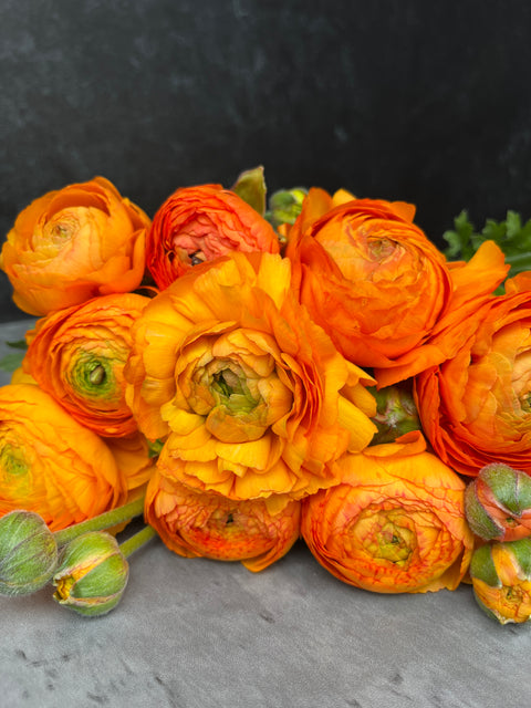 Ranunculus Corms-Orange - Sunny Meadows Flower Farm