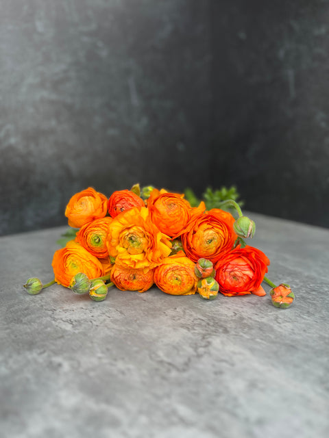 Ranunculus Corms-Orange - Sunny Meadows Flower Farm