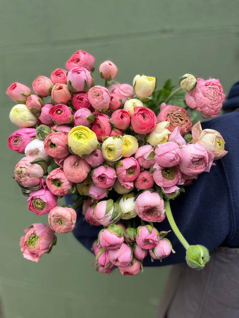Ranunculus Corms-Pastel Mix - Sunny Meadows Flower Farm